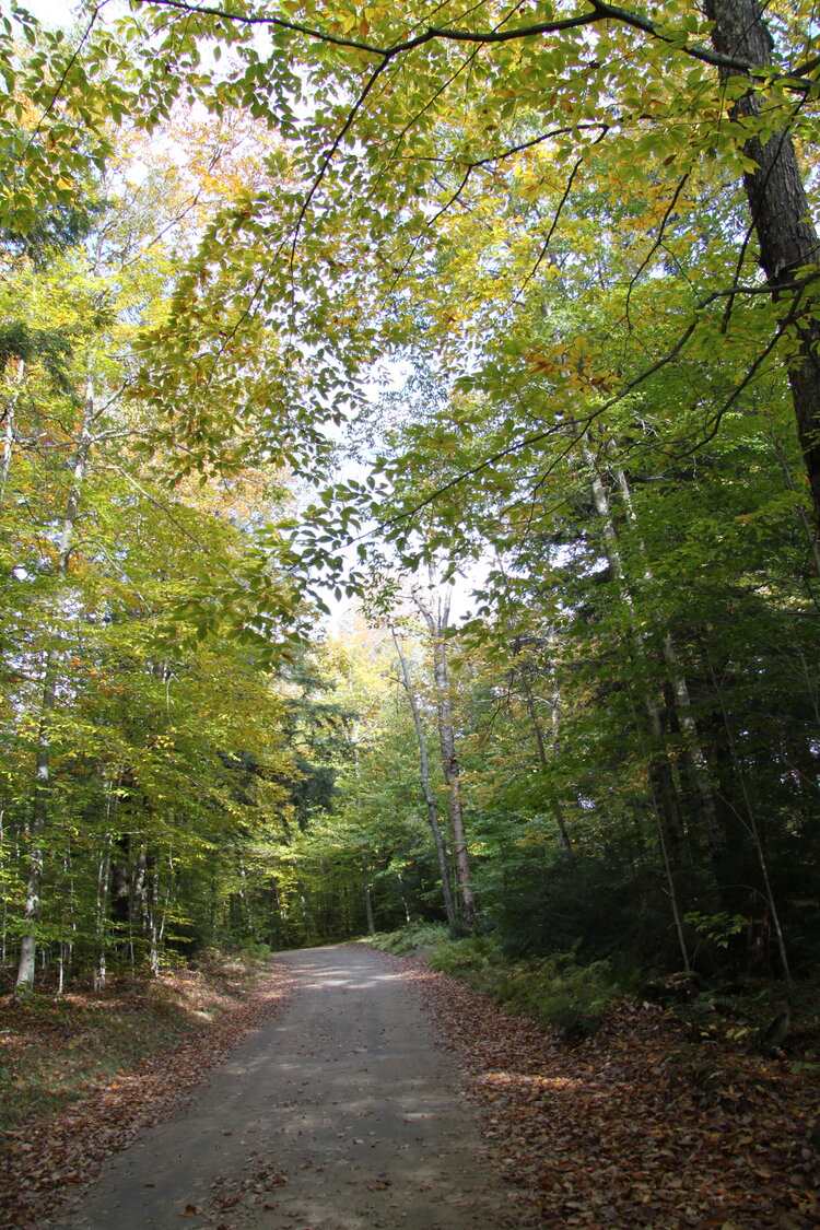 forest hike eastern shore maryland